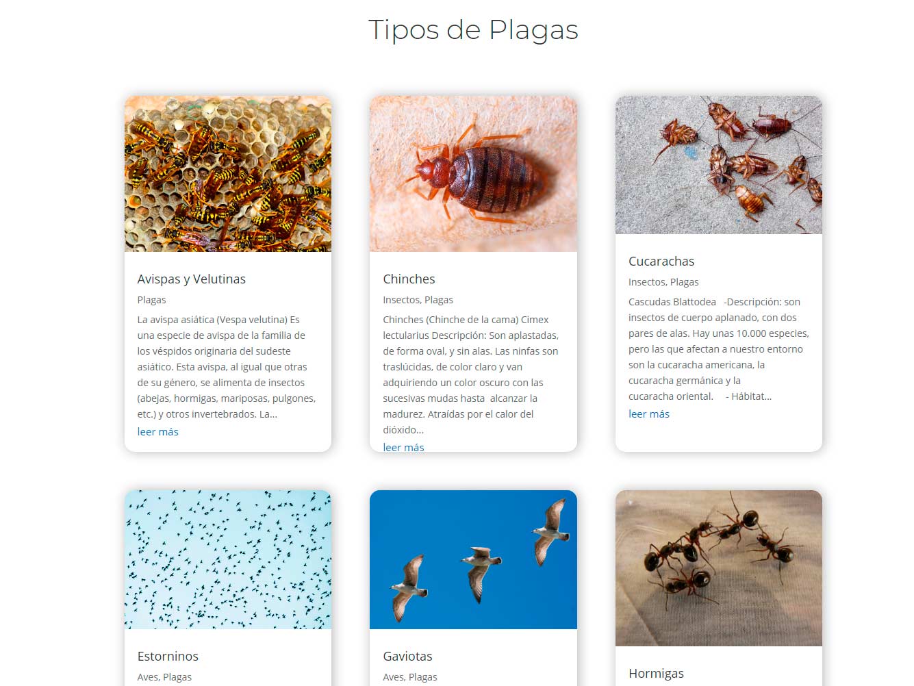 Arumia, tipos de plagas